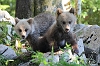 J16_1483 Cubs